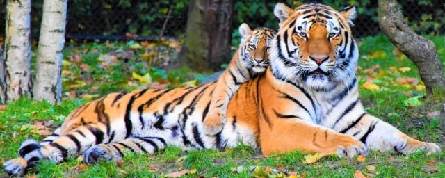 Названа причина оранжевого окраса тигров